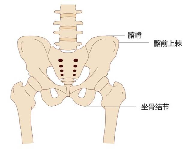 卧位:分别观察两侧髂前上棘,两侧髂嵴和两侧坐骨结节的连线是否与解剖