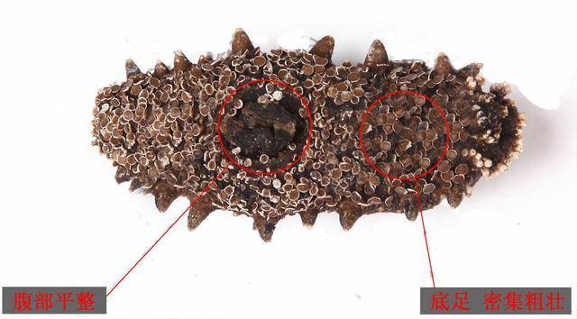 底足:野生海参生长在水深30米左右的海域,通过底足行动来寻找食物