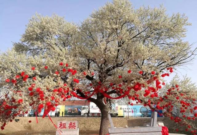 【重磅】阳信第三十届梨花会景点指南,2019年举行时间