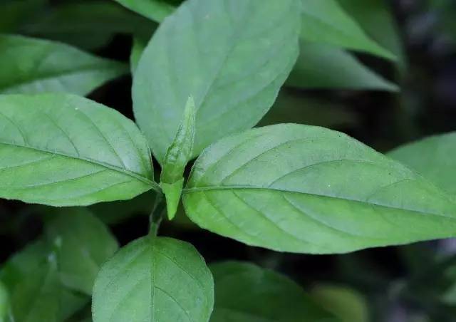 花米饭|把植物的色彩,染进米饭里