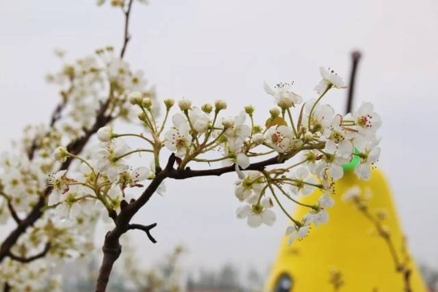 【重磅】阳信第三十届梨花会景点指南,2019年举行时间