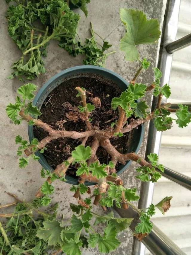 实用丨30种植物修剪大全,学会你就是这个春天的园艺师