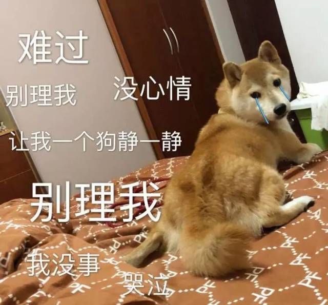 柴犬表情包:大家听我说,你们都是狗!