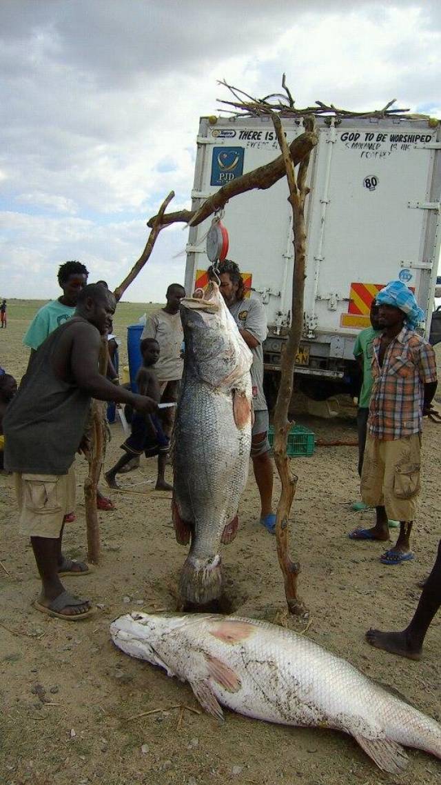非洲维多利亚湖的巨型尼罗河鲈鱼泛滥成灾,可惜却遭暴殄天物