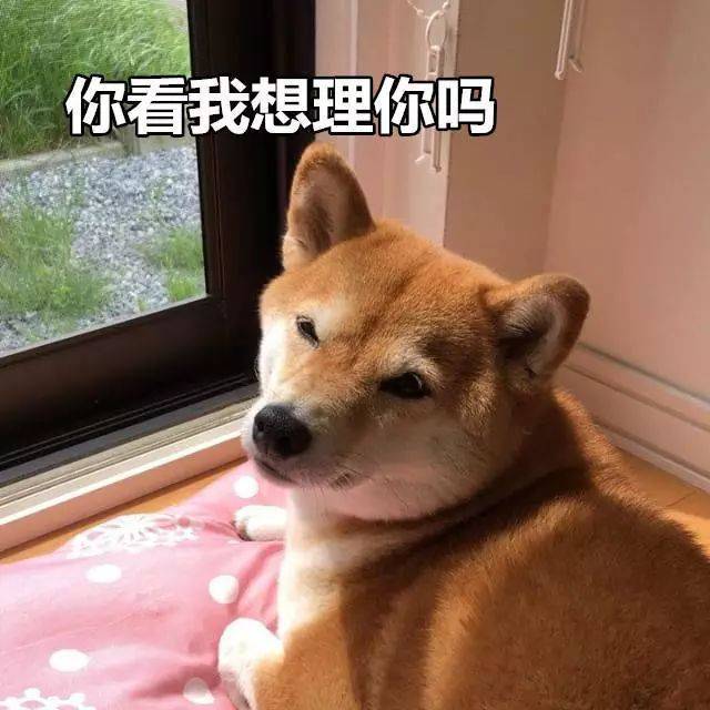 柴犬表情包:大家听我说,你们都是狗!