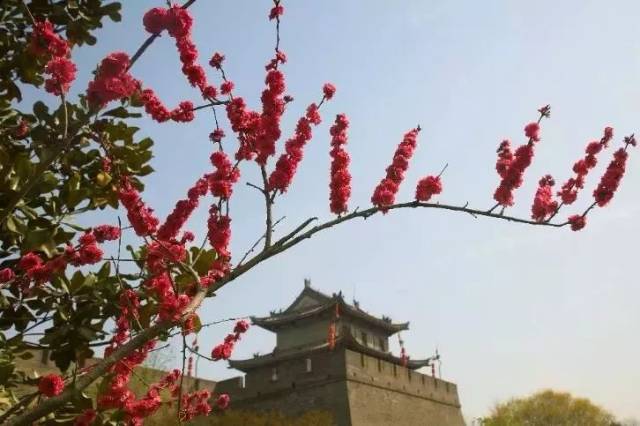 播种春天 ·绿满古城 | 西安人植树节的正确打开方式!