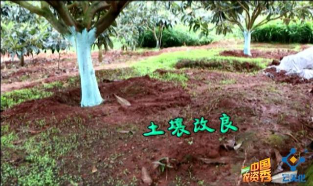 为什么施肥量降低了，枇杷长的却比别人的好？