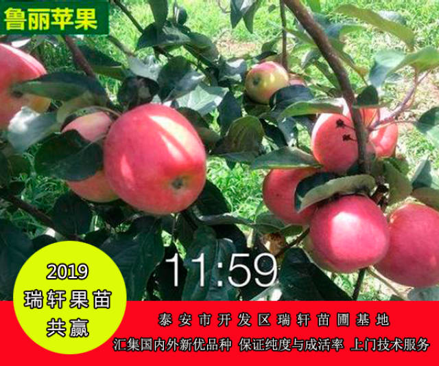 早熟 新品种 鲁丽苹果苗