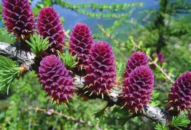 秦岭特有种,国家重点保护植物—太白红杉