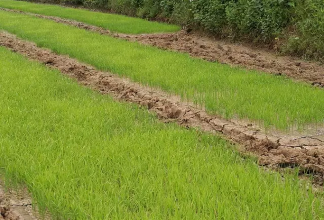 水稻抛秧栽培要领,掌握塑盘育秧技术要点及抛栽的注意事项