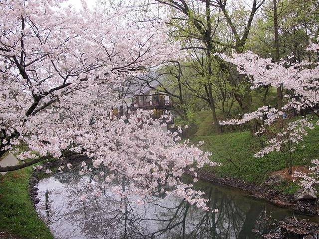 日本早樱不稀奇,倒是要多留心日本晚樱,也就是出名的重瓣樱花,花瓣
