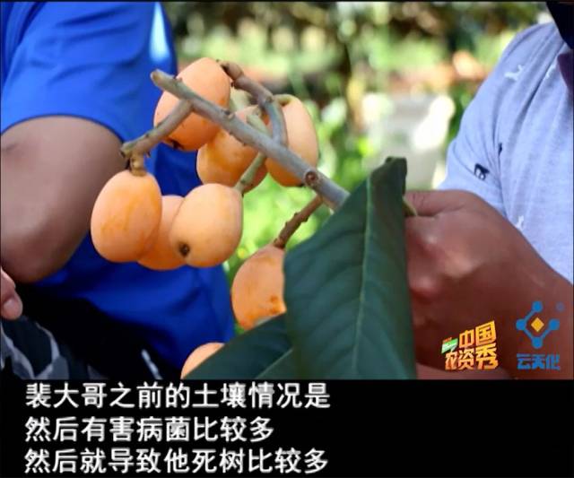 为什么施肥量降低了，枇杷长的却比别人的好？