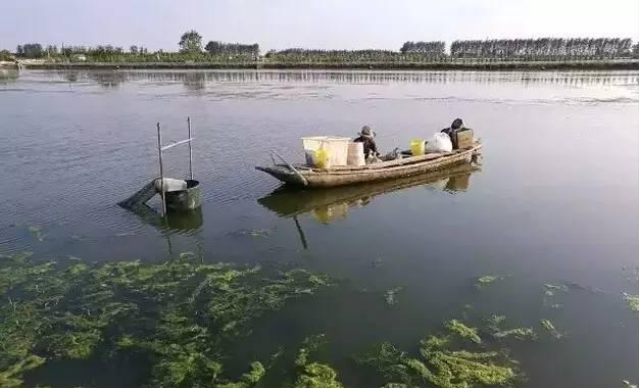 蟹塘冬天肥水:蟹塘怎么肥水,螃蟹塘用什么来肥水