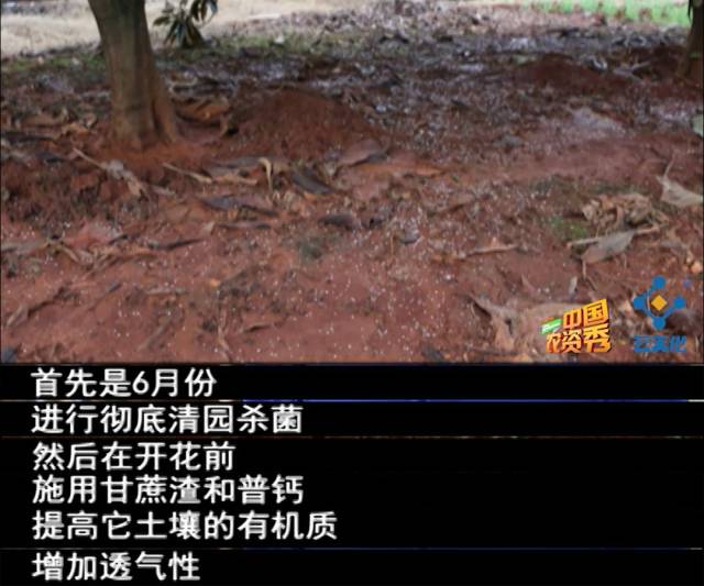 为什么施肥量降低了，枇杷长的却比别人的好？