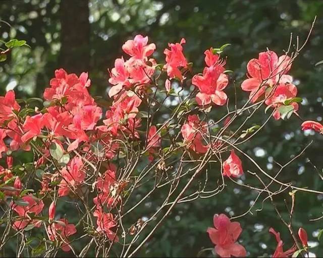 赏花地点 :揭西县五经富镇龙山村