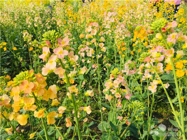 四川培育出近10种新型彩色油菜花