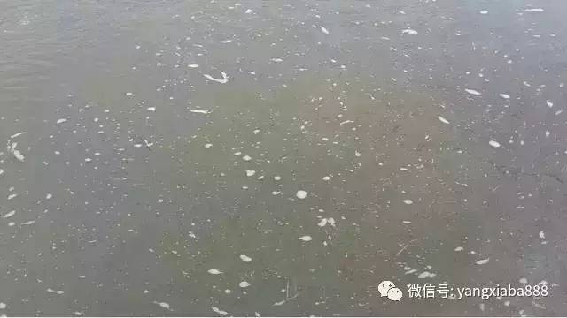 在水产养殖中藻类由于某种原因出现藻类大量的死亡,造成养殖水体环境