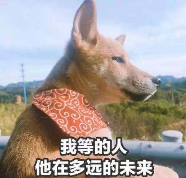 单身狗专用表情包:靓仔总是孤独