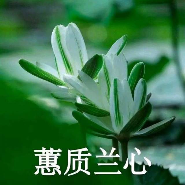 蕙质兰心