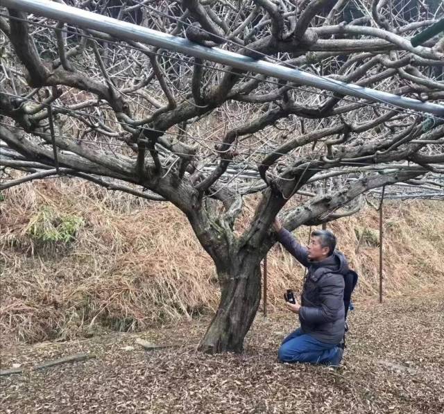 痴迷紫藤十年,英国考察归来后,他发了个朋友圈.