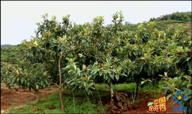 为什么施肥量降低了，枇杷长的却比别人的好？