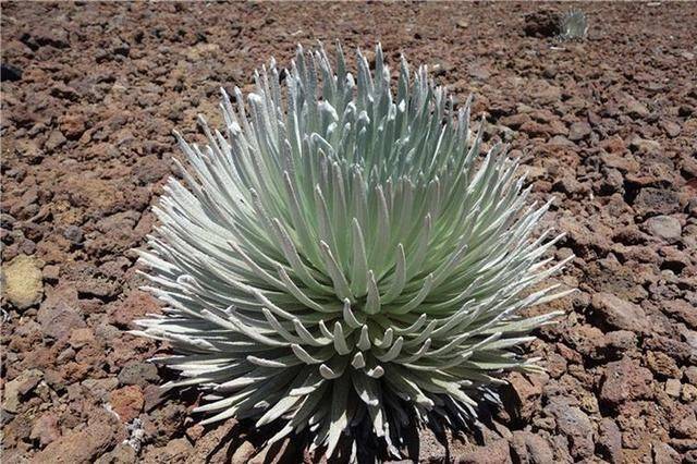 全球最罕见植物,生长在火山旁,一生90年只开花一次