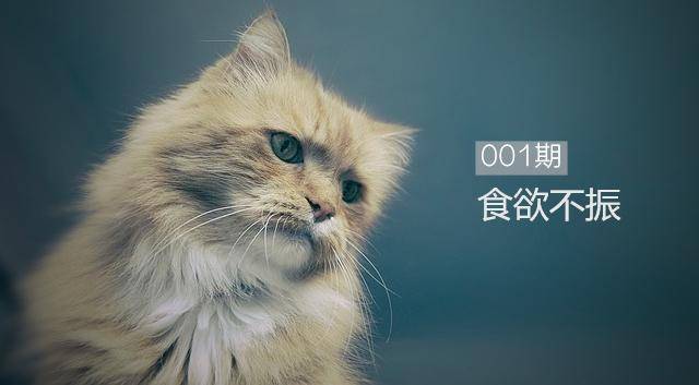 猫咪食欲不振有可能不是疾病引起,这些常见原因你也应该了解