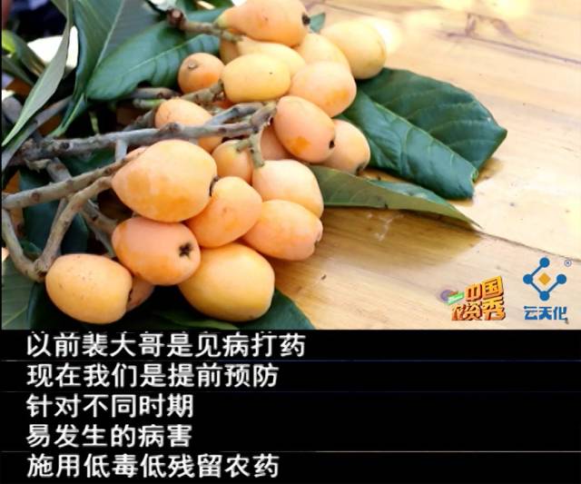 为什么施肥量降低了，枇杷长的却比别人的好？