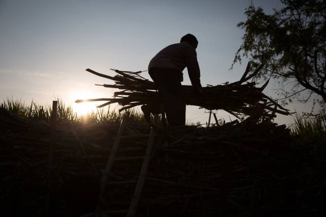印度的甘蔗工人每年,50万生活困难的农民拖家带口离开