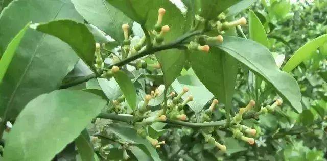 3-4月份柑橘柚橙保花保果进入关键时期