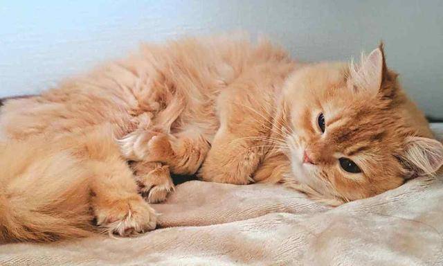 猫咪脂肪肝到底是什么?