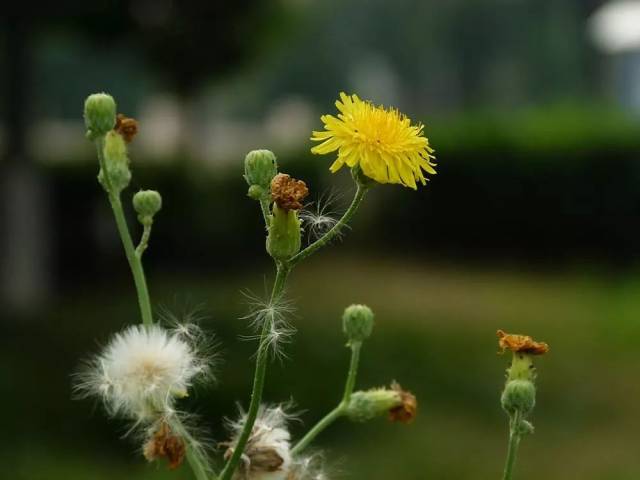 蒲公英---故事的小黄花