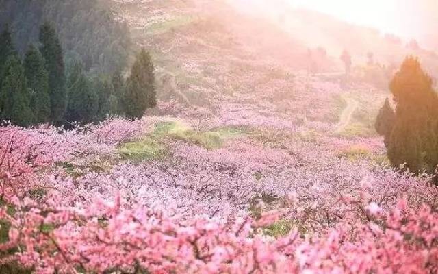 世外桃源人间仙境:春季赏花推荐之桃花篇