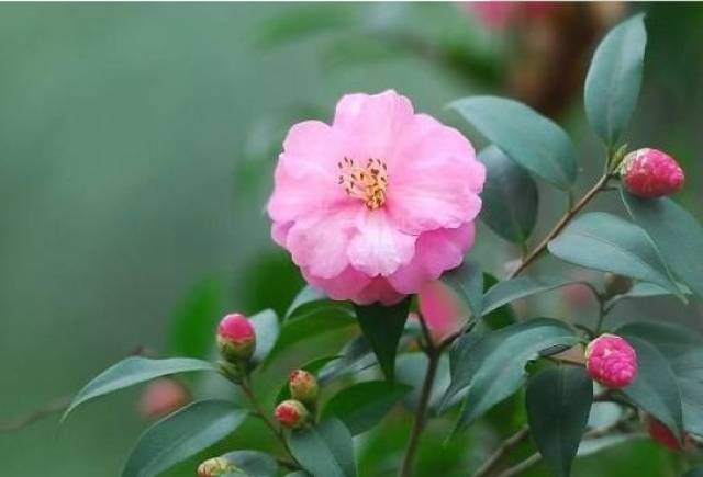 别再用自来水浇花?3种水如同营养液,7天1次