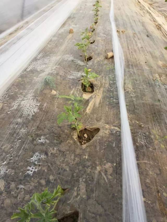 西瓜定植后不扎根是什么问题?一直不缓苗麻烦可就大了