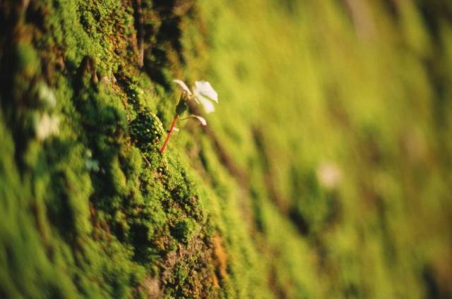 咏苔藓诗词精选三十五首 苔花如米小,也学牡丹开