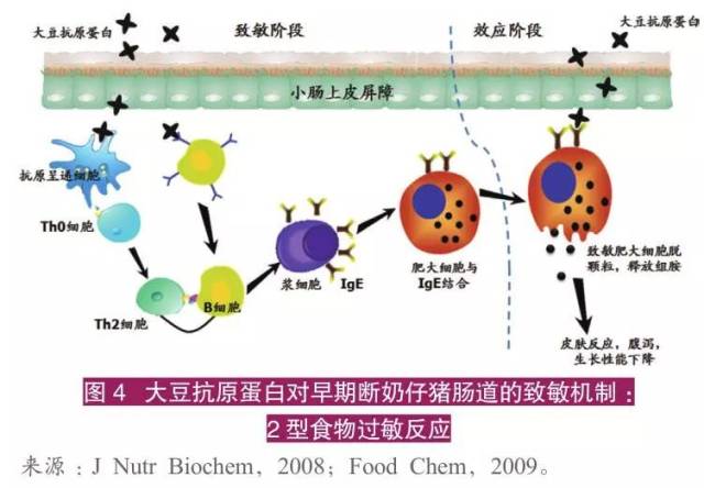 李德发院士:大豆抗营养因子研究进展(完整版)