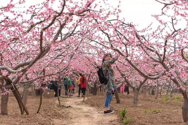 微风一吹,花枝摇动 激起层层花波,美轮美奂