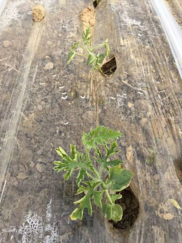 西瓜定植后不扎根是什么问题?一直不缓苗麻烦可就大了