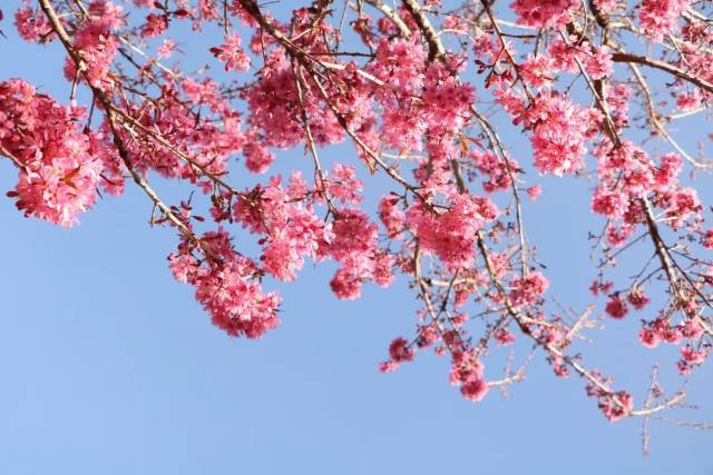 长沙樱花花海来袭,在浪漫的春天,来一次美丽约会!