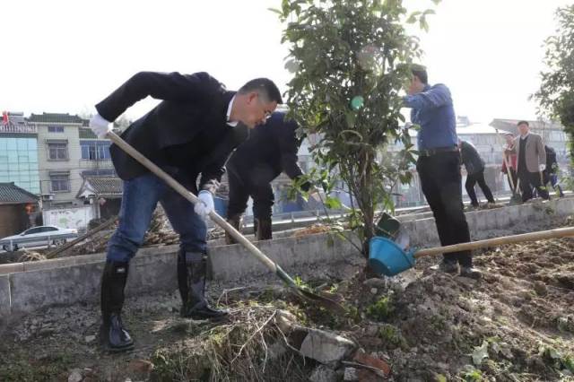 党委书记王峻峰参加植树