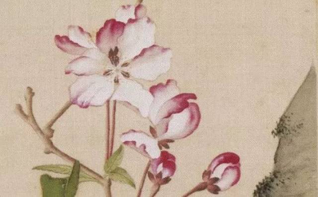 《海棠玉兰图》局部 清 郎世宁   玉兰花