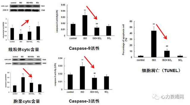 so 减少线粒体细胞色素c漏出,降低caspase-9及-3活性,抑制细胞凋亡