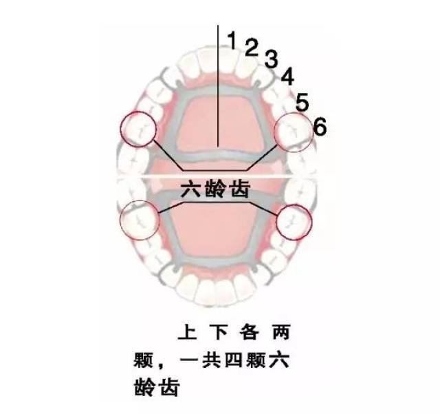 【六龄牙】长出后就不会换了,你知道吗?