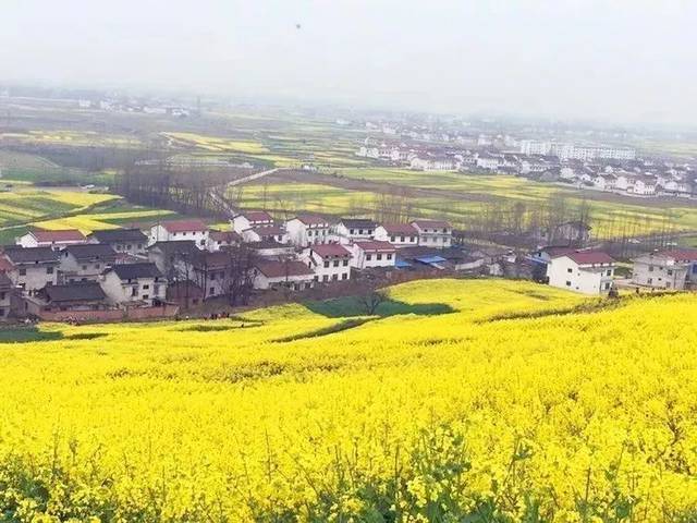 ▼ 油菜花·阳澄湖"美人腿",莲花岛