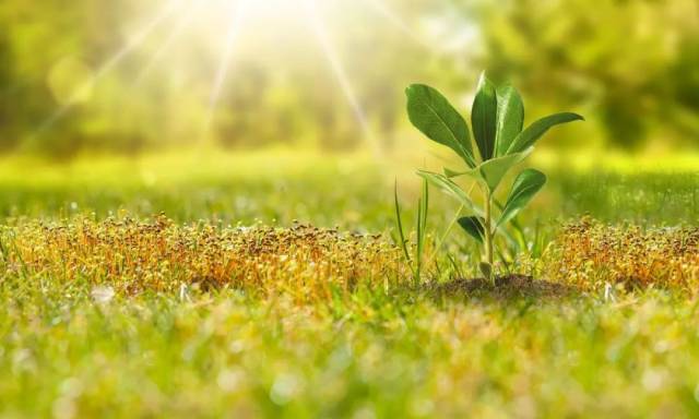 植树节 | 阳春三月，在诗中看一树花开