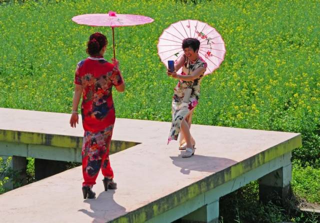 当油菜花海遇上近千名旗袍美女,花都已经hold不住啦!