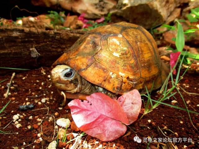 墨西哥寻龟之旅:和墨西哥箱龟,犹加敦箱龟等神物有个约会