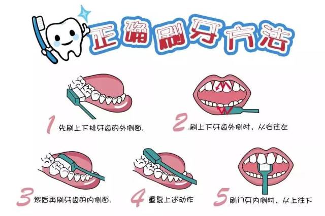 科学刷牙:刷牙可以用巴氏刷牙法,每天早晚刷牙,每次刷牙3分钟.