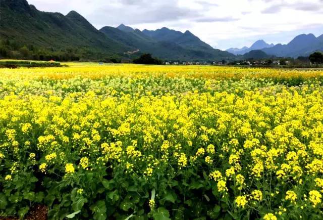 3月16~17日 清远阳山黎埠千亩梨花,600亩七彩油菜花田